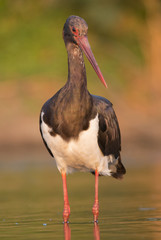 Black Stork