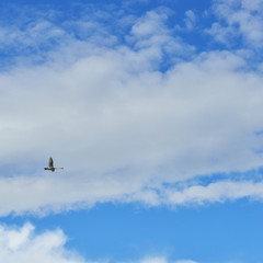Fototapeta na wymiar Heavenly landscape with flying swan