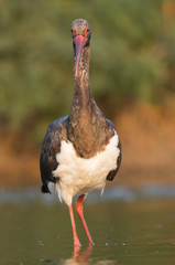 Black Stork