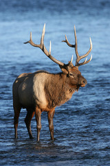 Elk in the wild