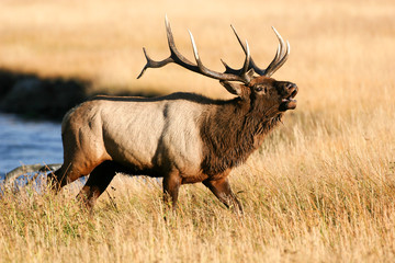 Elk in the wild