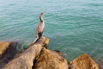 Corb Marí. Port d'Alcúdia,Mallorca. Illes Balears.