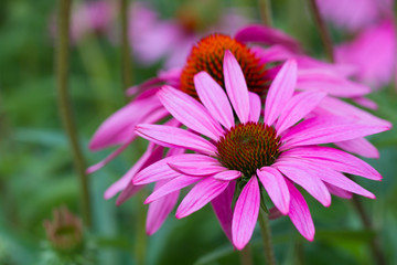 Obraz premium Macro of a purple coneflower