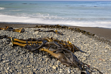Fototapeta na wymiar Kelp on the beach