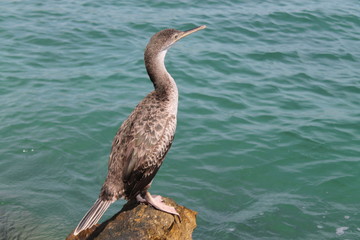 Corb Marí. Port d'Alcúdia,Mallorca. Illes Balears.