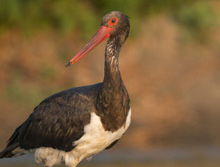 Black Stork