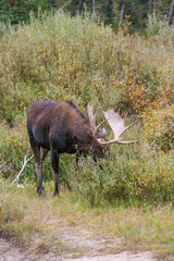 Obraz na płótnie Canvas Bull Moose in the wild
