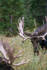 Bull Moose in the wild