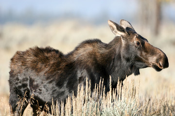 Moose in the wild