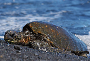 Turtle on black sand beach