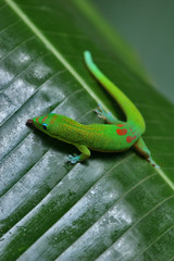 Green gecko licking leaf