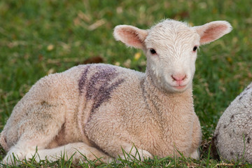 Naklejka premium Baby sheep in grass