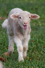 Naklejka na ściany i meble Baby sheep in grass