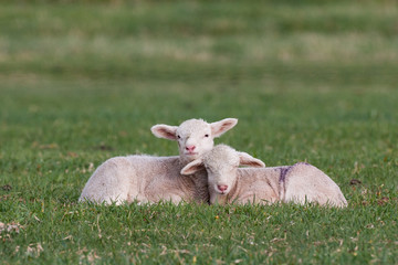 Fototapeta premium Baby sheep in grass