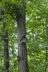 Fototapeta premium Nesting box on a tree
