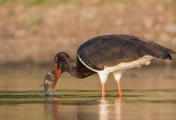 Black Stork