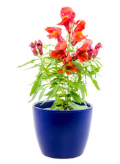 Isolated potted blue Antirrhinum flower