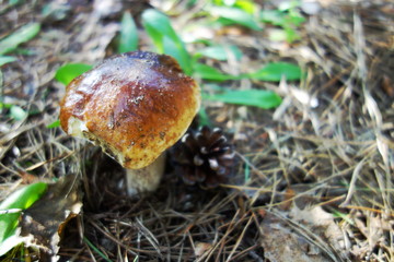Forest mushroom