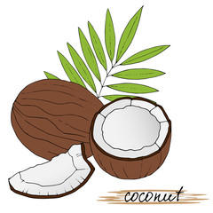 Hand drawn coconuts with leaves on white background.