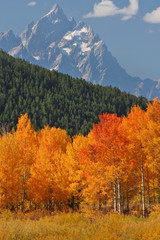 Autumn landscape in the Tetons