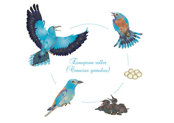 Life cycle of European roller