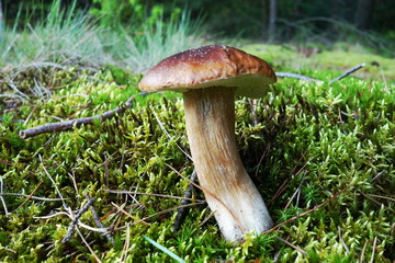 Boletus edulis on forest moss. Macro view.