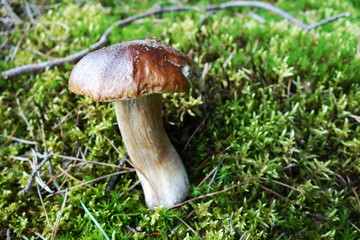 Pretty mushroom on moss