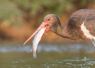 Black Stork