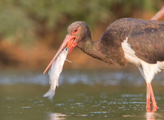 Black Stork