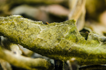 Bai Mudan (Pinyin, White Peony) Is A Type Of White Tea. China. Macro. Under A Microscope.