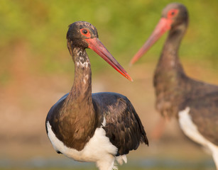 Black Stork