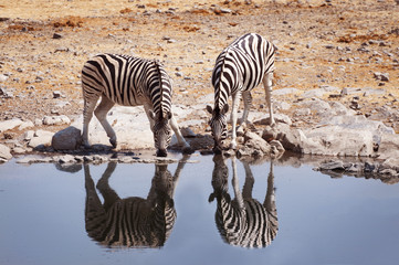 Fototapeta na wymiar Two zebras drinking water in a waterhole in the Etosha National Park, Namibia