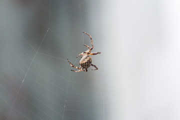 thick scary hairy spider spinning its web