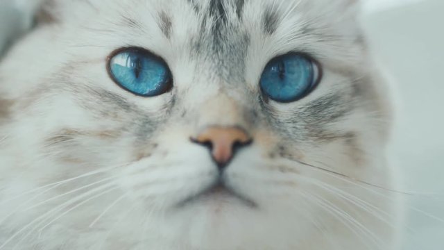 close up of white cat with big blue eyes. Slow-motion.