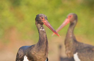 Black Stork
