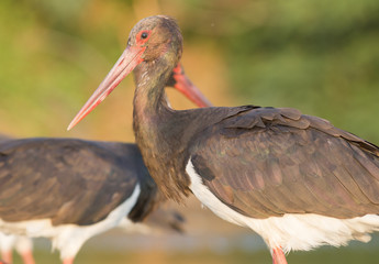 Black Stork