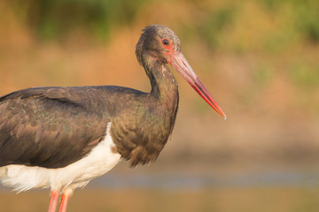 Black Stork