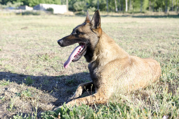 Belgian Shepherd Dog in the countryside.