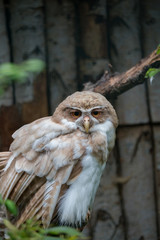 Spectacled owl