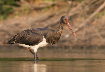 Black Stork
