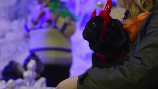 Adorable pug wearing funny festive accessories, woman posing for photo with pet