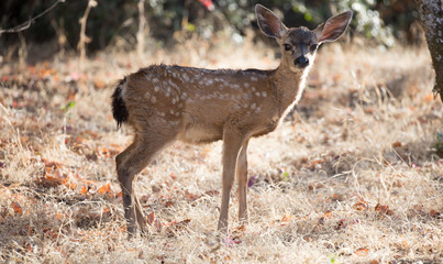 Suspicious Black-tailed Deer Fawn. Rancho San Antonio County Park, Santa Clara County, California, USA.