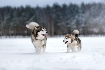 Fototapeta na wymiar two dogs breed Alaskan Malamute walking in winter
