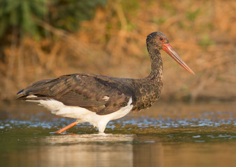 Black Stork