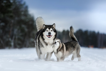two dogs breed Alaskan Malamute walking in winter - obrazy, fototapety, plakaty