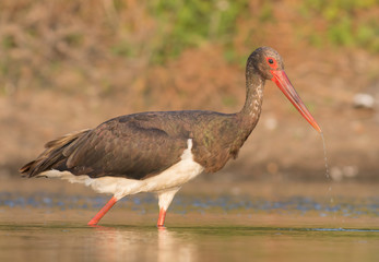 Black Stork