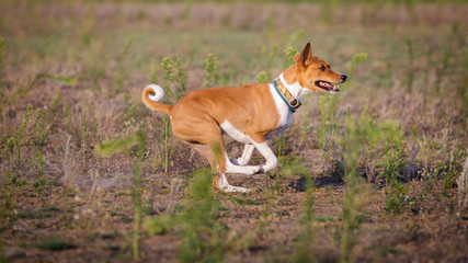 Naklejka na ściany i meble Coursing. Basenji dog running on the field
