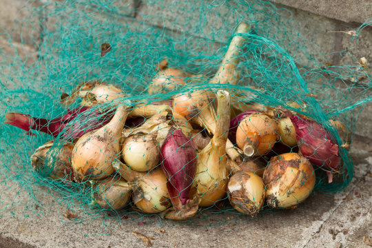 A Bag Of Homegrown Mixed Onions In A Green Mesh Net.