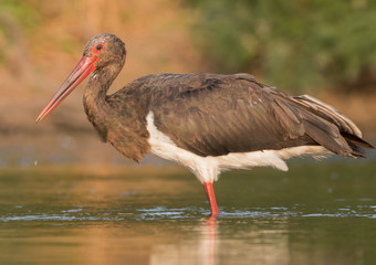 Black Stork
