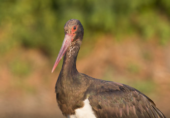 Black Stork